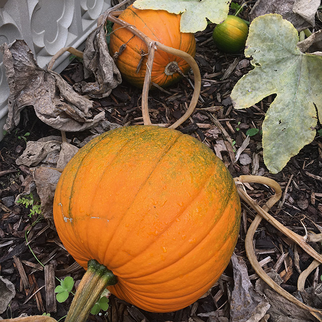 Growing pumpkins (2019)